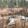 photo_of_beaver_pond_on_proposed_southern_connector_atv_trail_nash_stream.jpeg